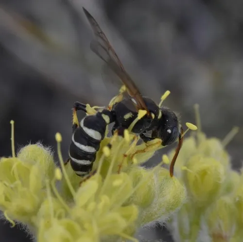 Cerceris occipitomaculata
