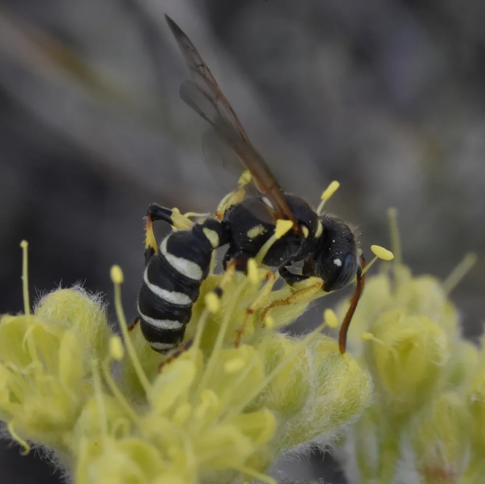 Cerceris occipitomaculata - photo 2