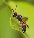 Cerceris rufopicta