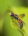 Cerceris rufopicta - photo 2