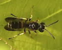 Cerceris rufopicta - photo 3