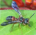 Cerceris rufopicta - photo 4