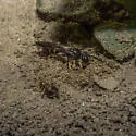 Cerceris rufopicta - photo 5