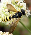 Cerceris sextoides