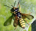 Cerceris sextoides - photo 2