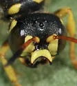 Cerceris sextoides - photo 4