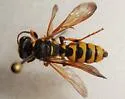 Cerceris sextoides - photo 5