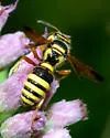Cerceris tolteca