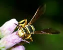 Cerceris tolteca - photo 2