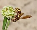 Cerceris tolteca - photo 3