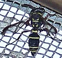 Cerceris truncata