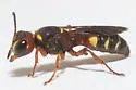 Cerceris verticalis