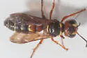 Cerceris verticalis - photo 3
