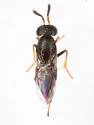 Cerchysiella scutellata