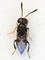 Cerchysiella scutellata - photo 2