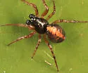 Cercidia prominens