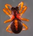 Cercidia prominens - photo 2