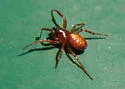 Cercidia prominens - photo 4