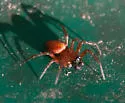 Cercidia prominens - photo 5