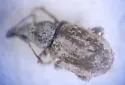 Cercopedius artemisiae - Cercopedius artemisiae