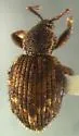 Cercopeus chrysorrhoeus