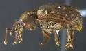Cercopeus chrysorrhoeus - photo 2