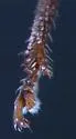 Cercopeus chrysorrhoeus - photo 3