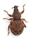 Cercopeus chrysorrhoeus - photo 4