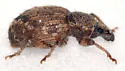 Cercopeus chrysorrhoeus - photo 5