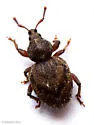 Cercopeus maspavancus