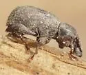 Cercopeus skelleyi - photo 2