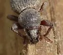 Cercopeus skelleyi - photo 3