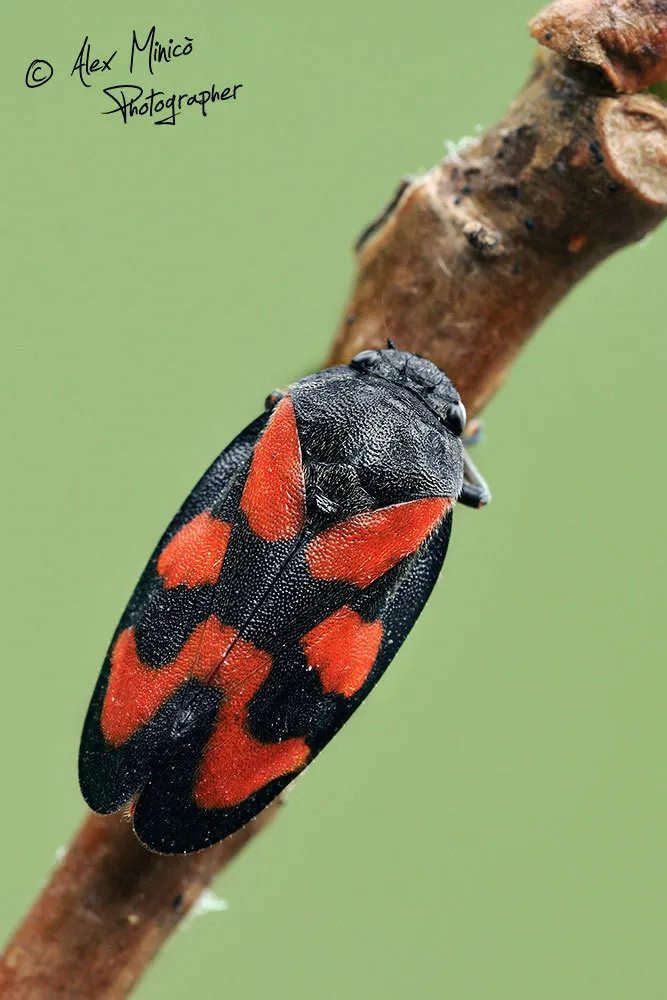 Froghoppers - photo 2