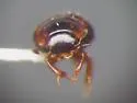 Cercyon adumbratus