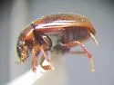 Cercyon adumbratus - photo 2