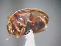 Cercyon adumbratus - photo 3