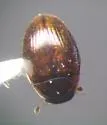 Cercyon adumbratus - photo 4