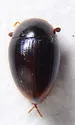 Cercyon analis