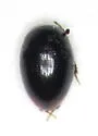 Cercyon analis - photo 2