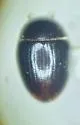 Cercyon analis - photo 3
