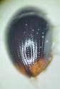 Cercyon analis - photo 4