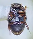 Cercyon analis - photo 5