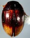 Cercyon assecla