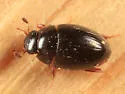 Cercyon assecla - photo 2