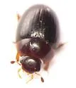 Cercyon assecla - photo 3