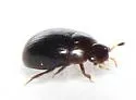 Cercyon assecla - photo 4