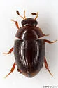 Cercyon assecla - photo 5