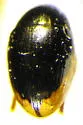 Cercyon cinctus