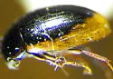 Cercyon cinctus - photo 2