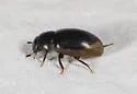Cercyon cinctus - photo 4